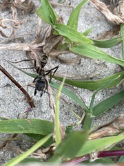 Neoponera foetida