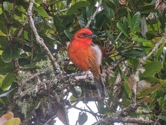 Piranga bidentata