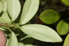 Peperomia hesperomannii