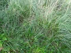 Ampelodesmos mauritanicus