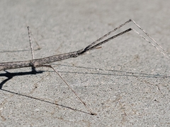 Parabacillus hesperus