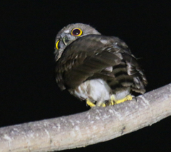 Ninox scutulata