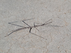 Parabacillus hesperus