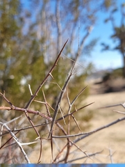 Parabacillus hesperus