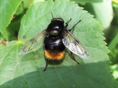 Volucella bombylans