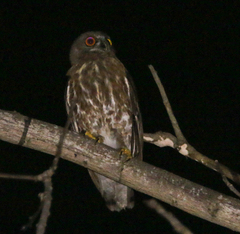 Ninox scutulata