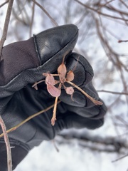 Rhododendron canadense