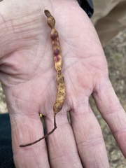 Prosopis glandulosa