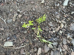 Moehringia macrophylla