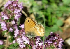 Coenonympha dorus