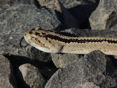 Crotalus tzabcan