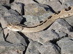 Crotalus tzabcan