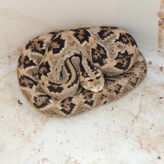 Crotalus tzabcan