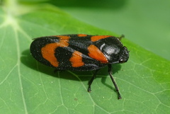 Cercopis vulnerata