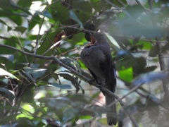 Lipaugus vociferans