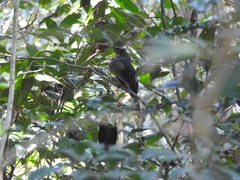 Lipaugus vociferans