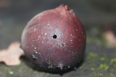 Andricus quercustozae