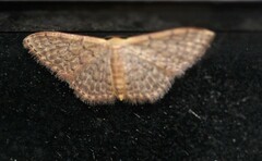 Idaea trissorma