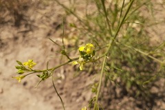 Sisymbrium altissimum