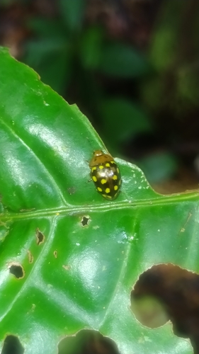 Iphiclus meleagris