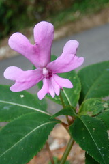 Impatiens kinabaluensis