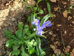 Iris planifolia