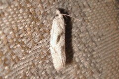 Eucosma metzneriana