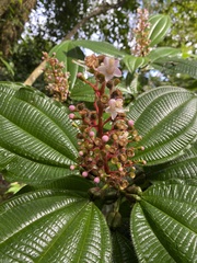 Miconia tococa