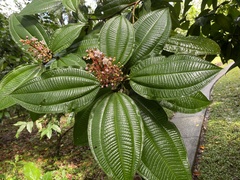 Miconia tococa
