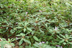 Impatiens kinabaluensis
