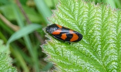 Cercopis vulnerata