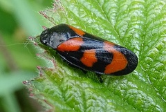 Cercopis vulnerata