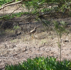 Burhinus capensis capensis