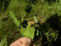 Zerynthia polyxena
