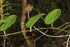 Smilax melastomifolia