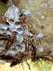 Polistes versicolor