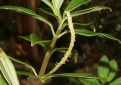 Peperomia hesperomannii