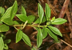 Peperomia hesperomannii