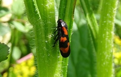 Cercopis vulnerata