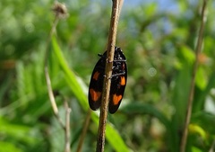Cercopis vulnerata