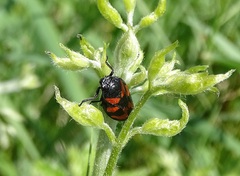 Cercopis vulnerata