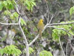 Caryothraustes canadensis