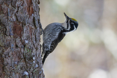 Picoides tridactylus tridactylus