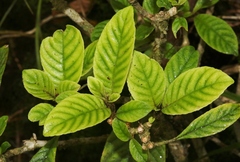 Cyrtandra longifolia