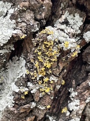 Xanthomendoza weberi