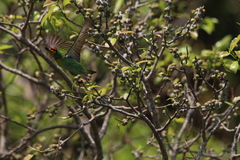 Psilopogon rubricapillus