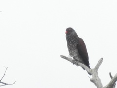 Patagioenas speciosa