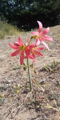 Zephyranthes advena