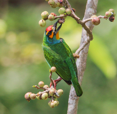Psilopogon rubricapillus