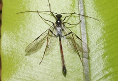 Enicospilus kaalae